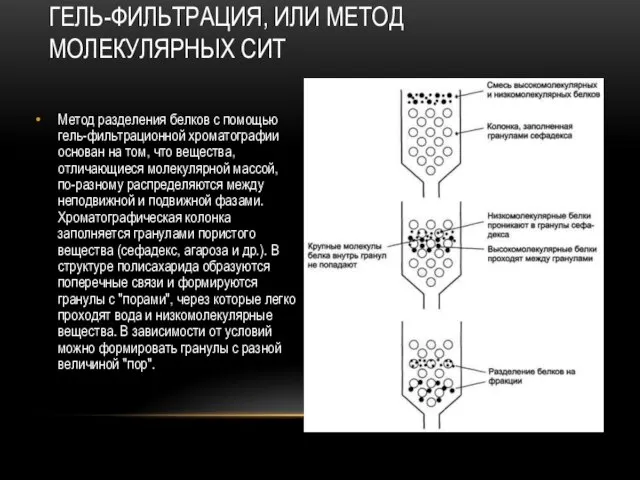 Метод разделения белков с помощью гель-фильтрационной хроматографии основан на том, что