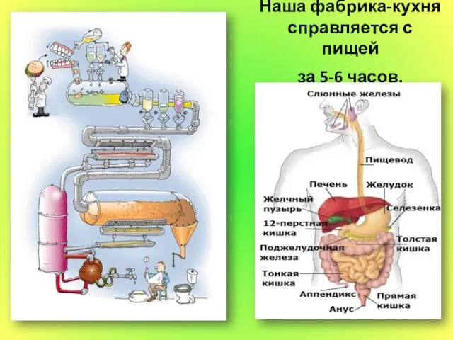 Наша фабрика-кухня справляется с пищей за 5-6 часов.