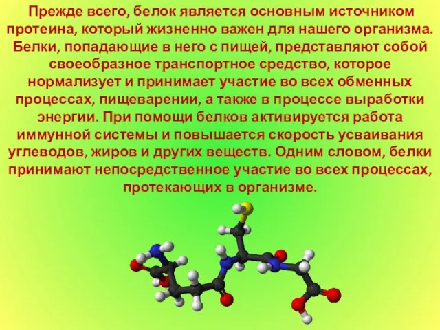 Прежде всего, белок является основным источником протеина, который жизненно важен для