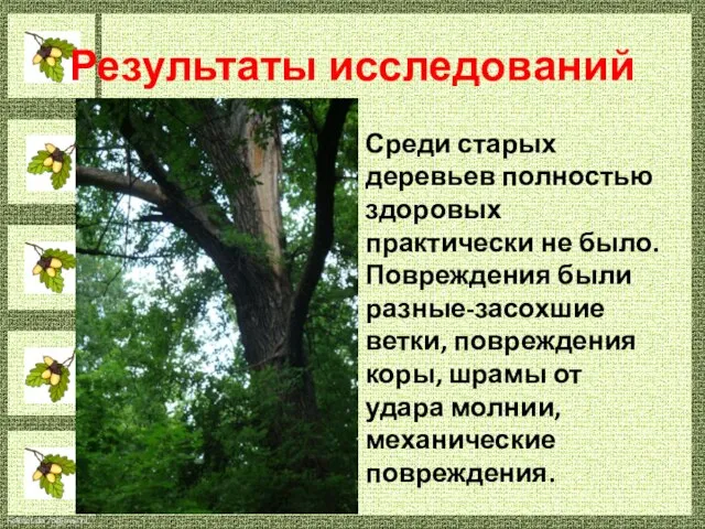 Результаты исследований Среди старых деревьев полностью здоровых практически не было. Повреждения