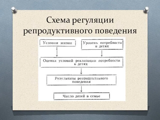 Схема регуляции репродуктивного поведения