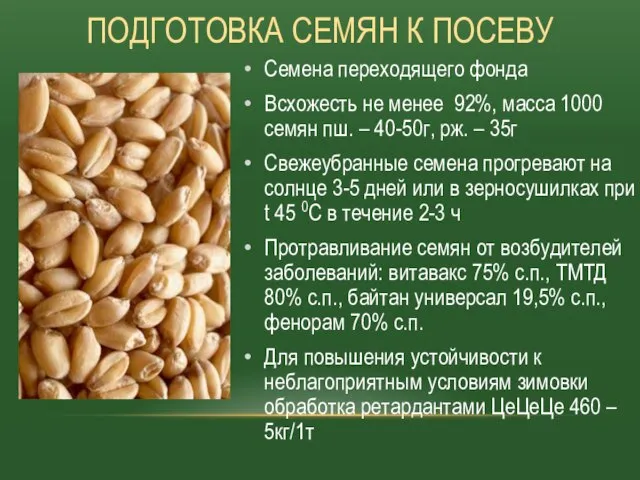 Семена переходящего фонда Всхожесть не менее 92%, масса 1000 семян пш.