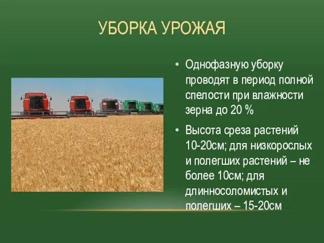 Однофазную уборку проводят в период полной спелости при влажности зерна до