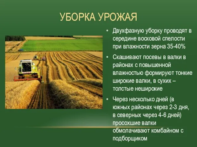 Двухфазную уборку проводят в середине восковой спелости при влажности зерна 35-40%