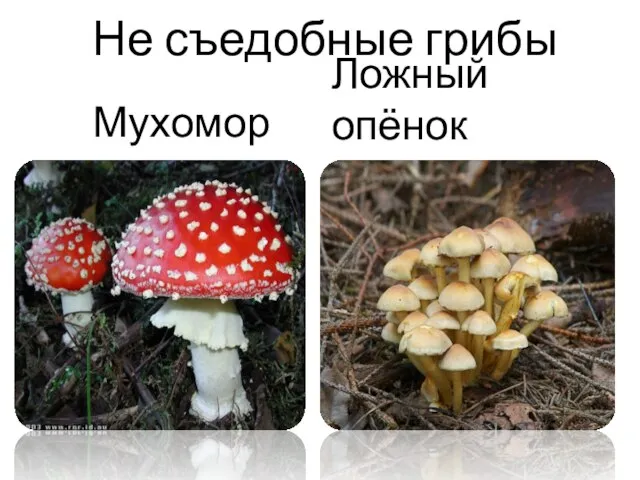 Не съедобные грибы Мухомор Ложный опёнок