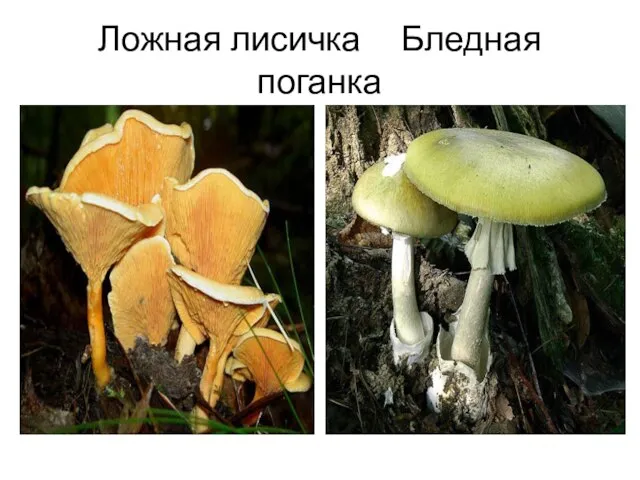 Ложная лисичка Бледная поганка