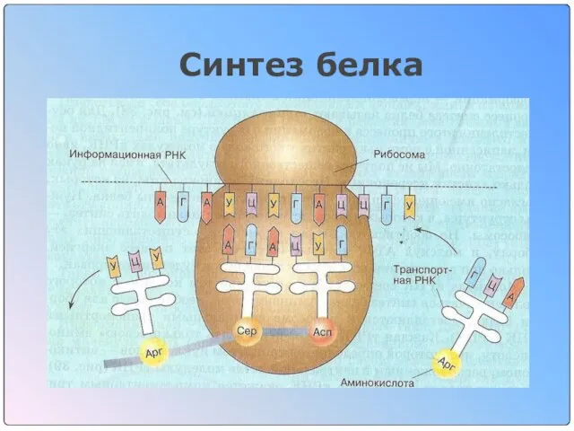 Синтез белка