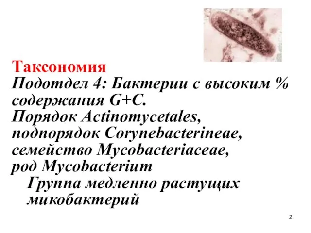 Таксономия Подотдел 4: Бактерии с высоким % содержания G+C. Порядок Actinomycetales,