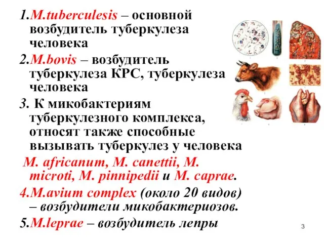 1.M.tuberculesis – основной возбудитель туберкулеза человека 2.M.bovis – возбудитель туберкулеза КРС,