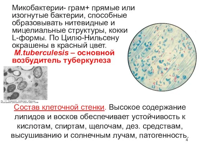 Микобактерии- грам+ прямые или изогнутые бактерии, способные образовывать нитевидные и мицелиальные