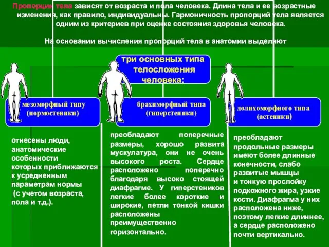 Пропорции тела зависят от возраста и пола человека. Длина тела и