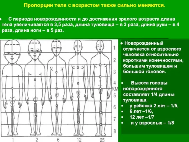 Пропорции тела с возрастом также сильно меняются. С периода новорожденности и