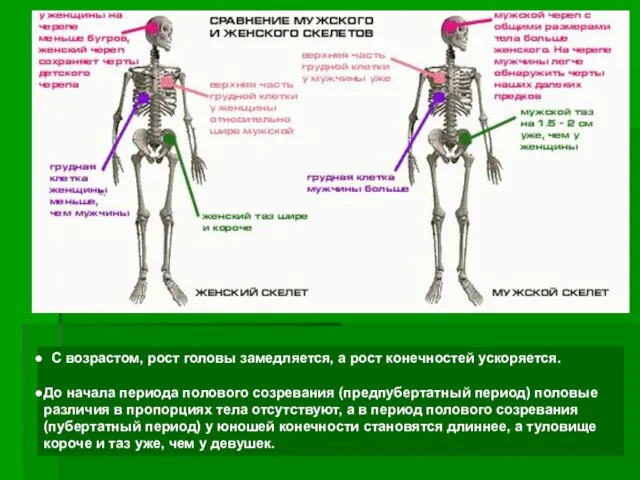 С возрастом, рост головы замедляется, а рост конечностей ускоряется. До начала