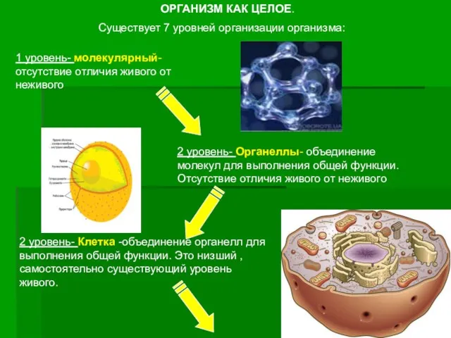 ОРГАНИЗМ КАК ЦЕЛОЕ. Существует 7 уровней организации организма: 1 уровень- молекулярный-