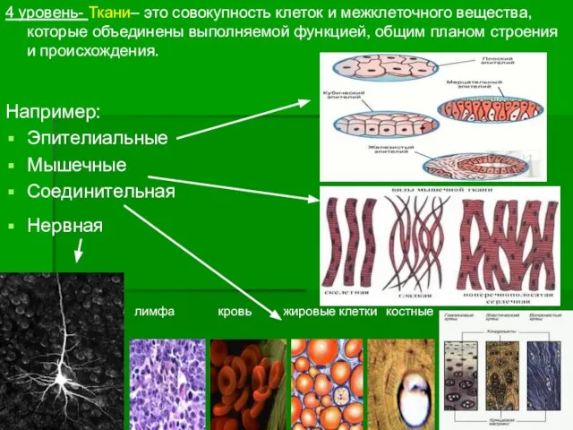 4 уровень- Ткани– это совокупность клеток и межклеточного вещества, которые объединены