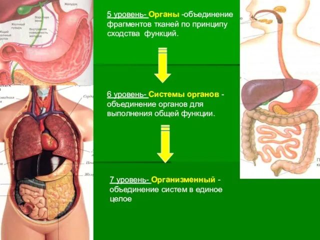 5 уровень- Органы -объединение фрагментов тканей по принципу сходства функций. 7