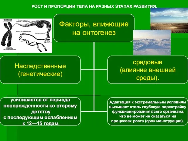 РОСТ И ПРОПОРЦИИ ТЕЛА НА РАЗНЫХ ЭТАПАХ РАЗВИТИЯ.