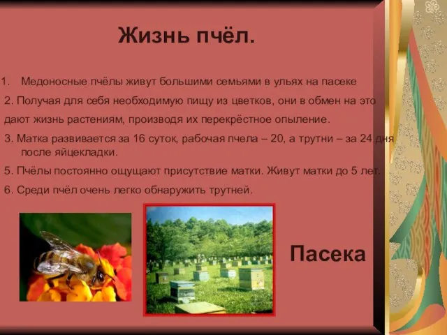 Жизнь пчёл. Медоносные пчёлы живут большими семьями в ульях на пасеке