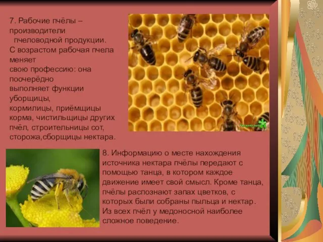 7. Рабочие пчёлы – производители пчеловодной продукции. С возрастом рабочая пчела