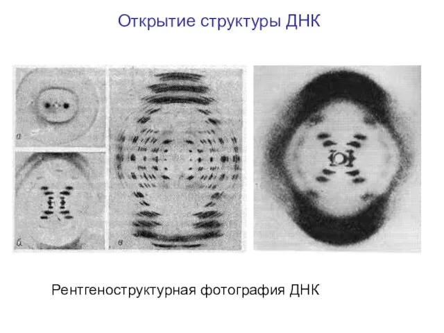 Рентгеноструктурная фотография ДНК Открытие структуры ДНК