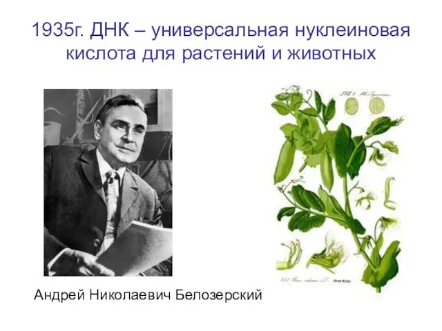 1935г. ДНК – универсальная нуклеиновая кислота для растений и животных Андрей Николаевич Белозерский