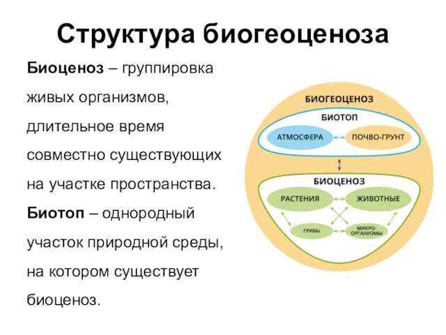 Структура биогеоценоза Биоценоз – группировка живых организмов, длительное время совместно существующих