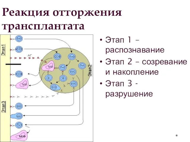 Реакция отторжения трансплантата Этап 1 – распознавание Этап 2 – созревание