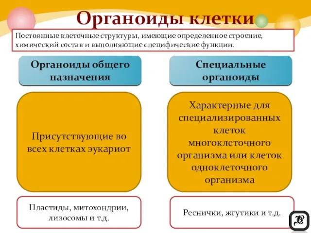 Органоиды общего назначения Специальные органоиды Присутствующие во всех клетках эукариот Характерные