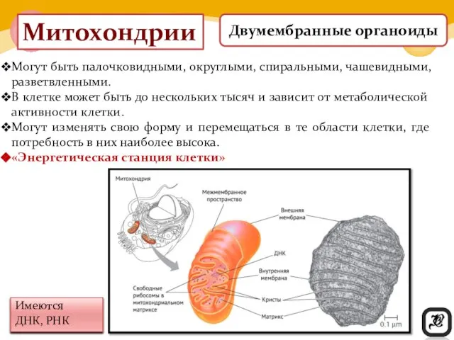 Митохондрии Имеются ДНК, РНК Могут быть палочковидными, округлыми, спиральными, чашевидными, разветвленными.