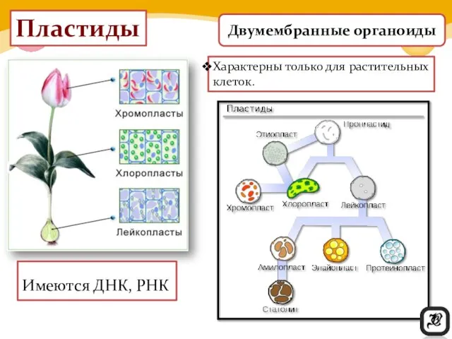 Пластиды Имеются ДНК, РНК Характерны только для растительных клеток. Двумембранные органоиды