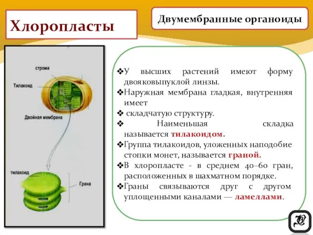 Хлоропласты У высших растений имеют форму двояковыпуклой линзы. Наружная мембрана гладкая,