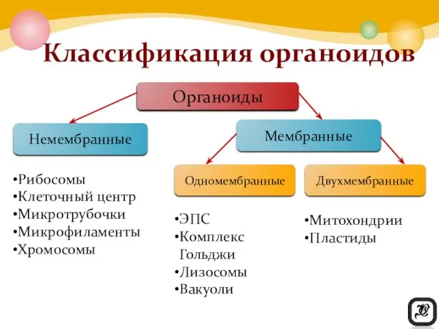 Классификация органоидов Органоиды Немембранные Мембранные Одномембранные Двухмембранные Рибосомы Клеточный центр Микротрубочки