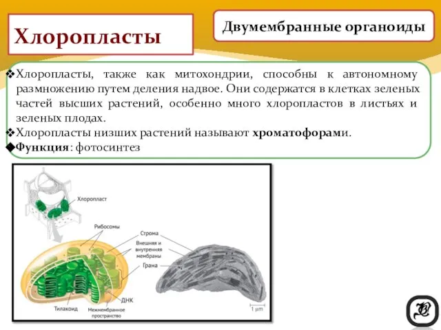 Хлоропласты Хлоропласты, также как митохондрии, способны к автономному размножению путем деления