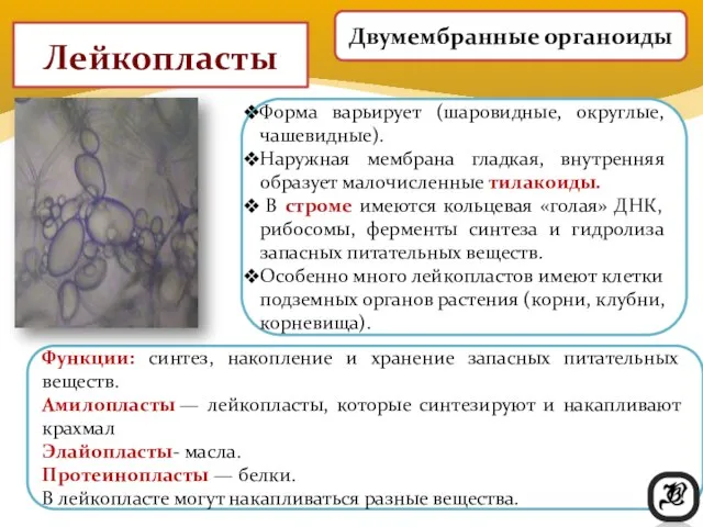 Лейкопласты Форма варьирует (шаровидные, округлые, чашевидные). Наружная мембрана гладкая, внутренняя образует