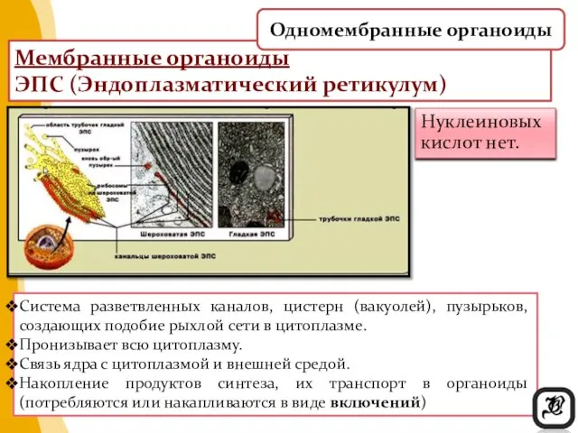 Нуклеиновых кислот нет. Мембранные органоиды ЭПС (Эндоплазматический ретикулум) Система разветвленных каналов,