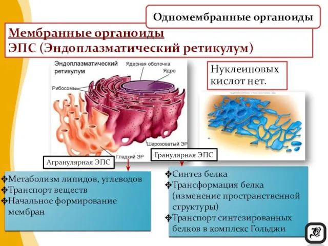 Нуклеиновых кислот нет. Мембранные органоиды ЭПС (Эндоплазматический ретикулум) Метаболизм липидов, углеводов