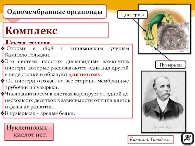 Комплекс Гольджи Нуклеиновых кислот нет. Открыт в 1898 г. итальянским ученым