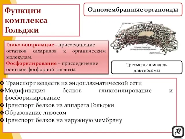 Функции комплекса Гольджи Транспорт веществ из эндоплазматической сети Модификация белков гликозилирование