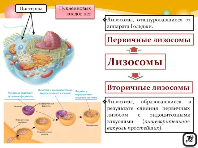 Лизосомы Нуклеиновых кислот нет Первичные лизосомы Вторичные лизосомы Лизосомы, отшнуровавшиеся от