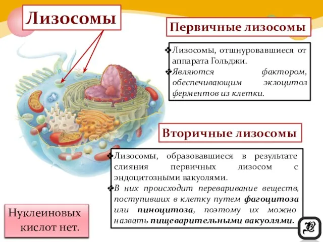 Лизосомы Нуклеиновых кислот нет. Первичные лизосомы Вторичные лизосомы Лизосомы, отшнуровавшиеся от