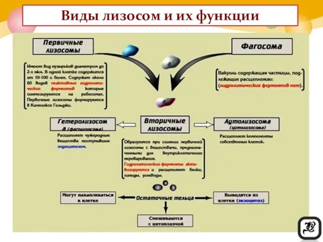 Виды лизосом и их функции