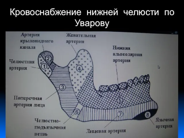 Кровоснабжение нижней челюсти по Уварову