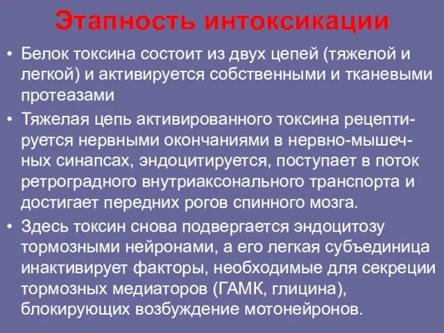 Этапность интоксикации Белок токсина состоит из двух цепей (тяжелой и легкой)