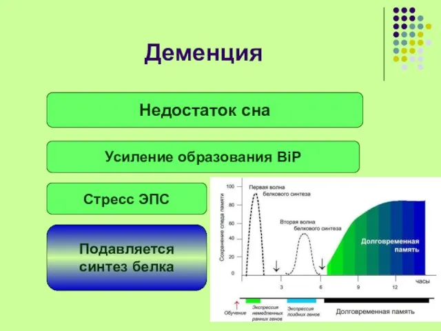 Деменция Недостаток сна Усиление образования BiP Стресс ЭПС Подавляется синтез белка