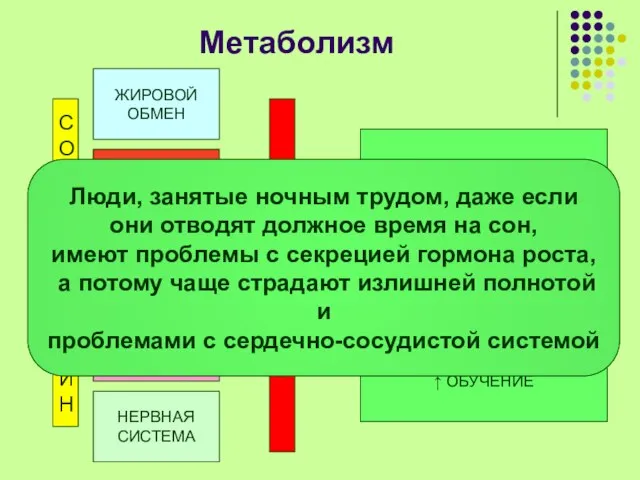 Метаболизм С О М А Т О Т Р О П