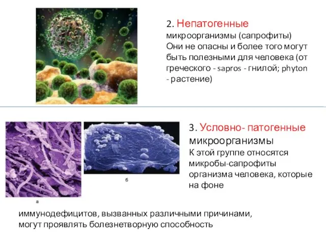 2. Непатогенные микроорганизмы (сапрофиты) Они не опасны и более того могут