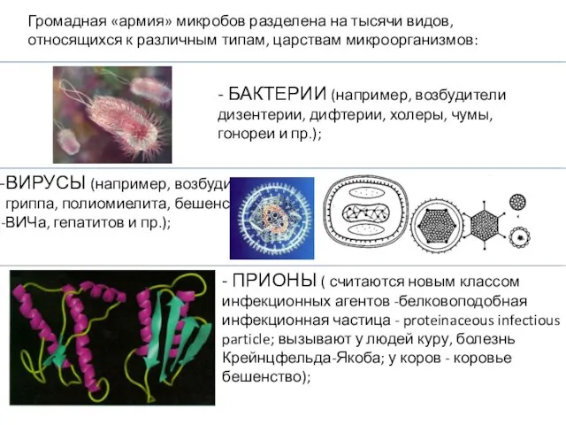 Громадная «армия» микробов разделена на тысячи видов, относящихся к различным типам,