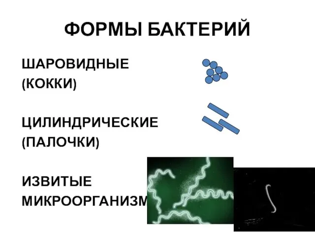 ФОРМЫ БАКТЕРИЙ ШАРОВИДНЫЕ (КОККИ) (КОККИ) ЦИЛИНДРИЧЕСКИЕ (ПАЛОЧКИ) ИЗВИТЫЕ МИКРООРГАНИЗМЫ ШАРОВИДНЫЕ (КОККИ)ШАРОВИДНЫЕ (КОККИ)