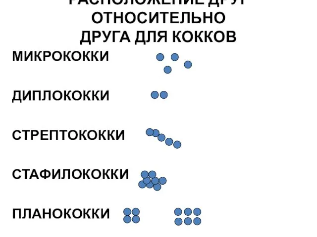 РАСПОЛОЖЕНИЕ ДРУГ ОТНОСИТЕЛЬНО ДРУГА ДЛЯ КОККОВ МИКРОКОККИ ДИПЛОКОККИ СТРЕПТОКОККИ СТАФИЛОКОККИ ПЛАНОКОККИ