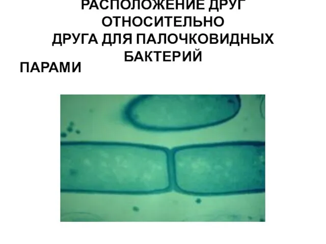 РАСПОЛОЖЕНИЕ ДРУГ ОТНОСИТЕЛЬНО ДРУГА ДЛЯ ПАЛОЧКОВИДНЫХ БАКТЕРИЙ ПАРАМИ